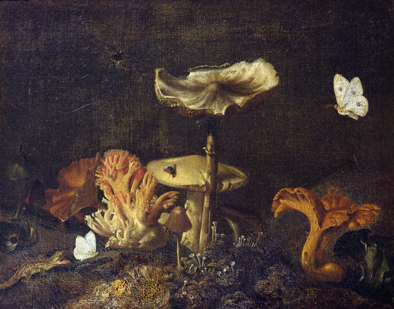 Nature morte avec champignons et papillons - Otto Marseus  van Schrieck