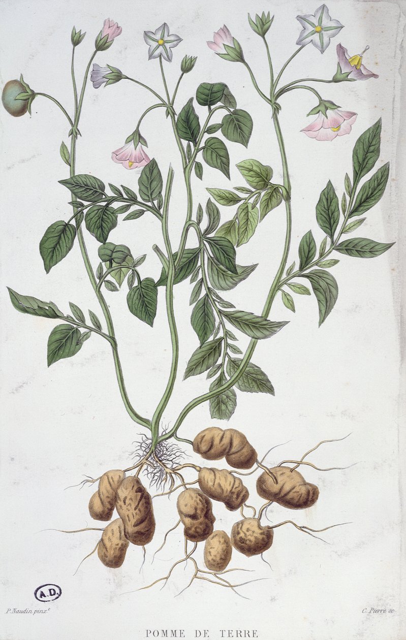 Fleurs de pomme de terre - P Naudin