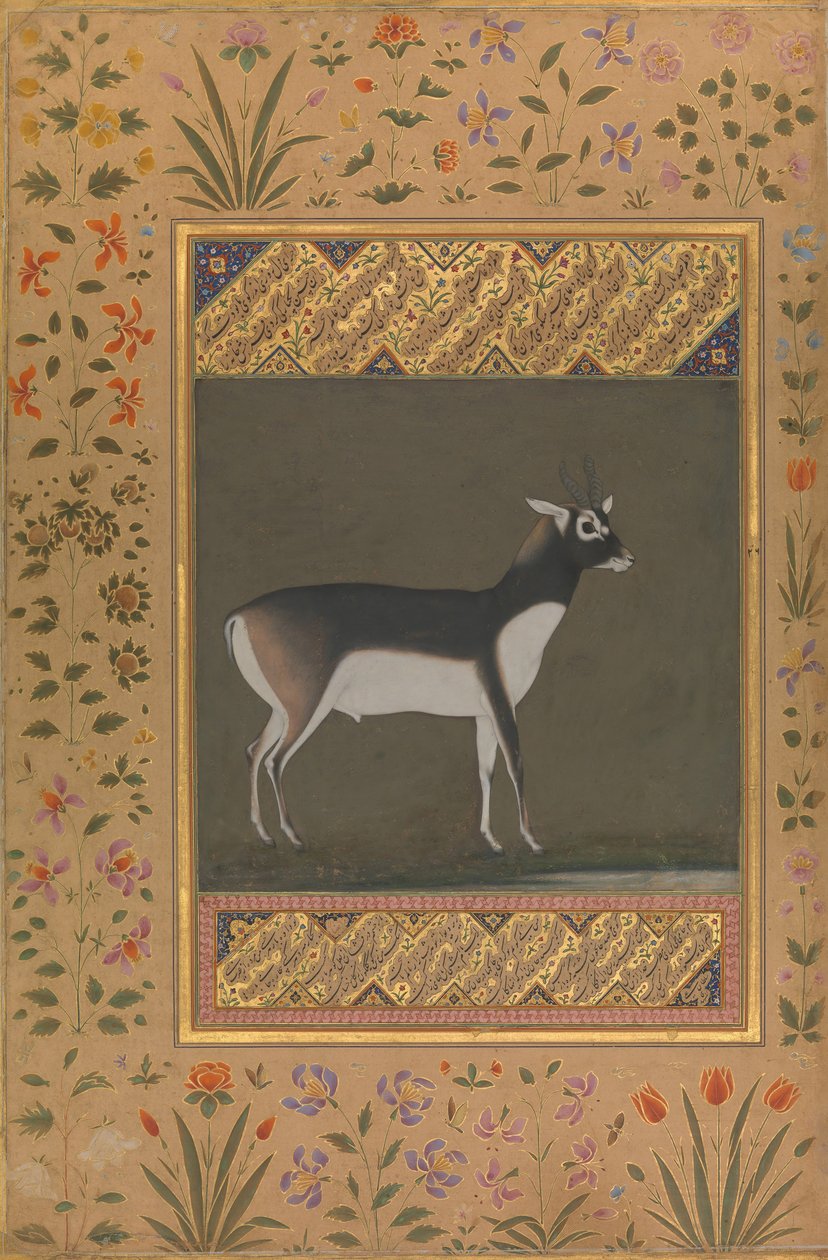 Cerf noir, Folio de l