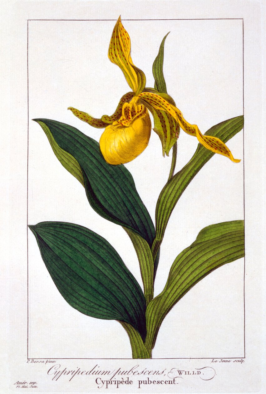 Cypripedium, pub. 1836 - Panacre Bessa