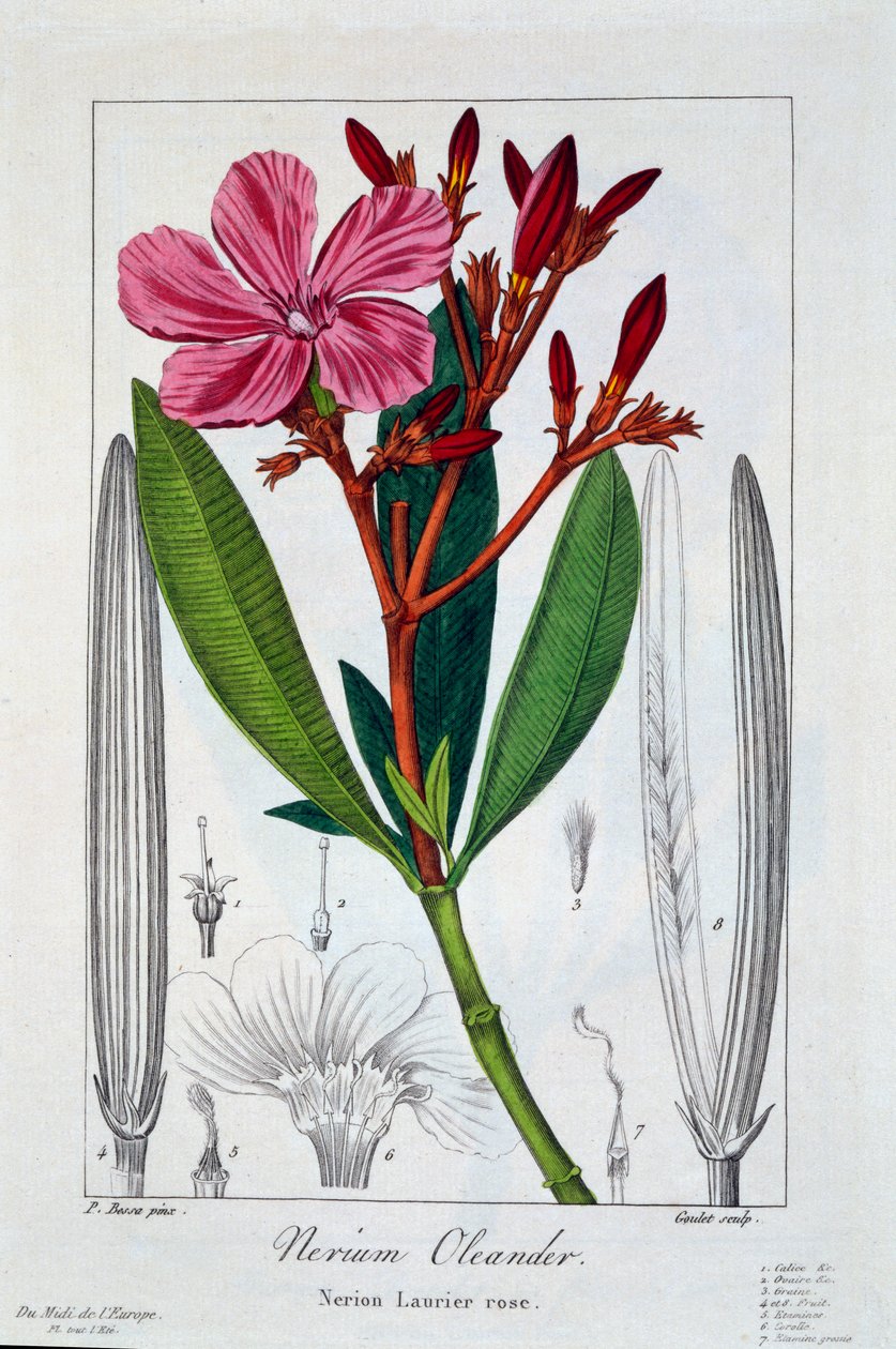 Nerium Oleander - Panacre Bessa