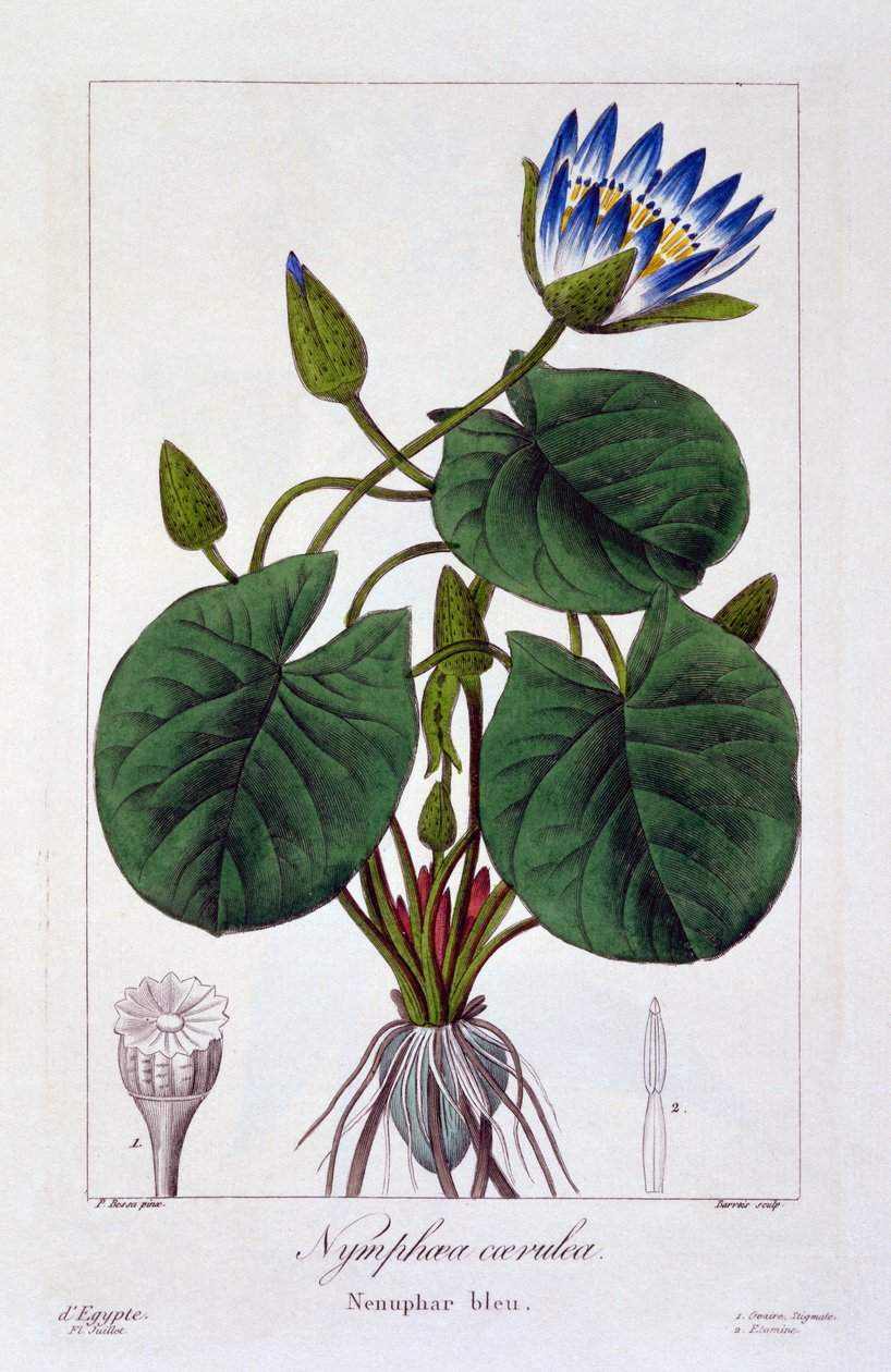 Nymphaea caerulea, pub. 1836 - Panacre Bessa
