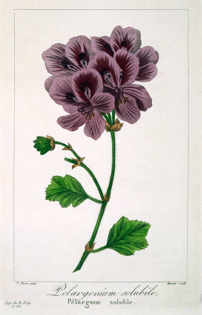 Pelargonium, pub. 1836 - Panacre Bessa
