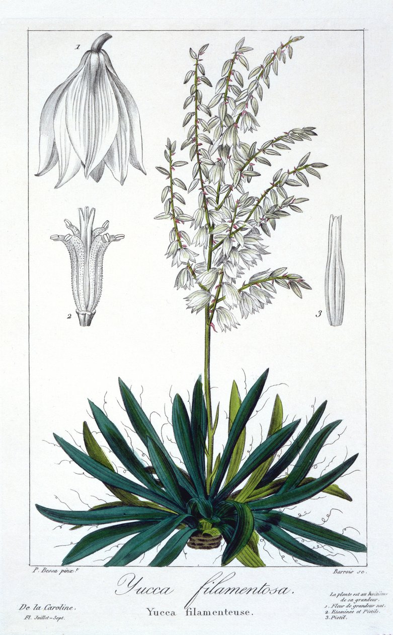 Yucca filamentosa, 1836 - Pancrace Bessa