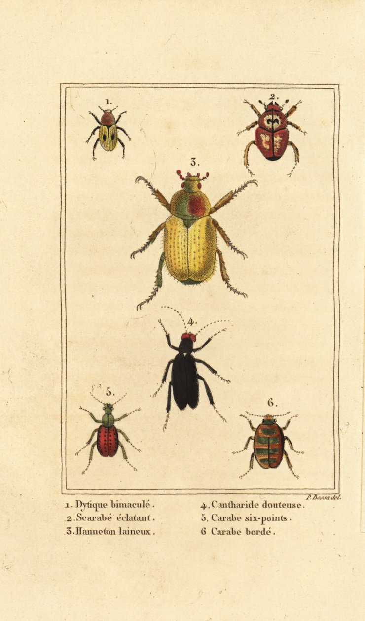 Dytiscus bimaculatus 1, scarabée 2, hanneton, Melolontha melolontha 3, coléoptère Cantharis 4, Carabus sexpunciatus 5 et Omophron limbatum 6 - Pancrace (after) Bessa