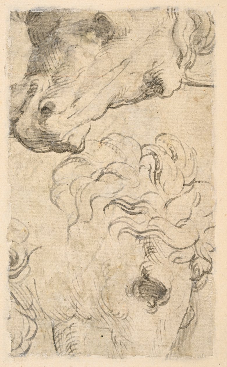 Deux études de têtes de chevaux (fragment) - Parmigianino