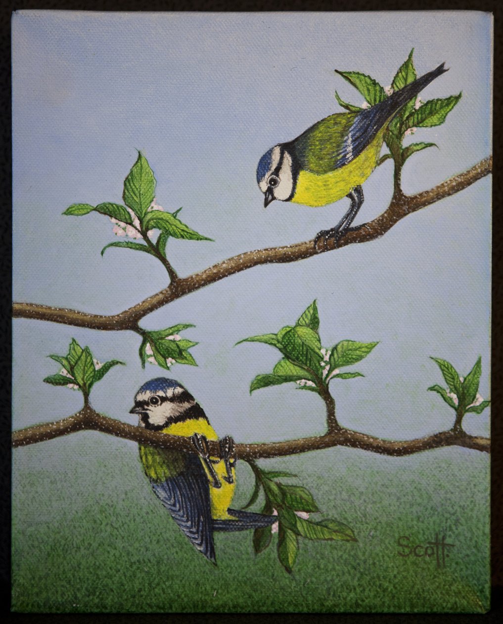 Bluetits, 2016 - Pat Scott