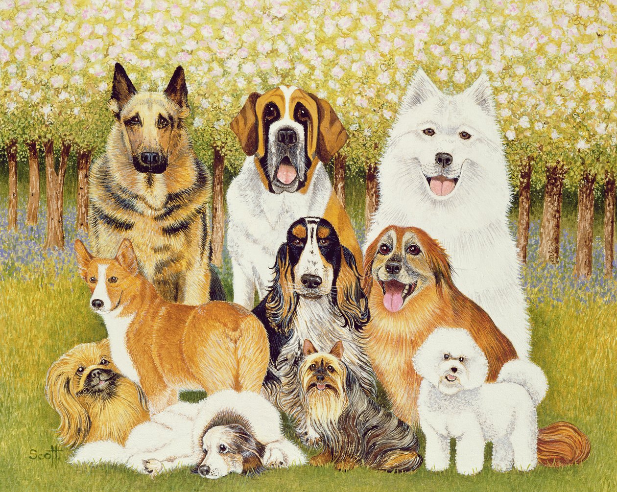 Chiens en mai - Pat Scott