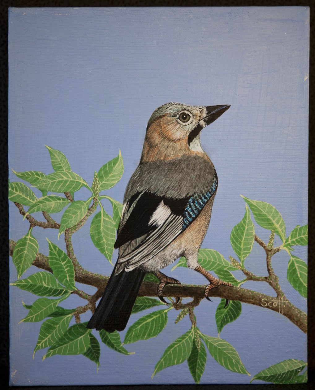Jay, 2016 - Pat Scott