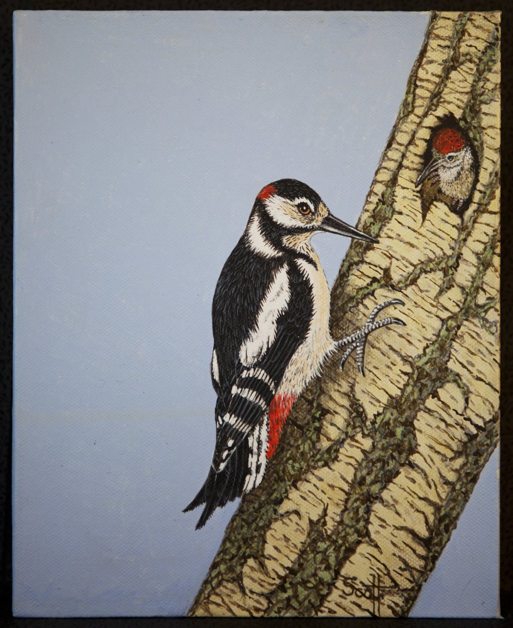 Pic à tête rouge, 2016 - Pat Scott