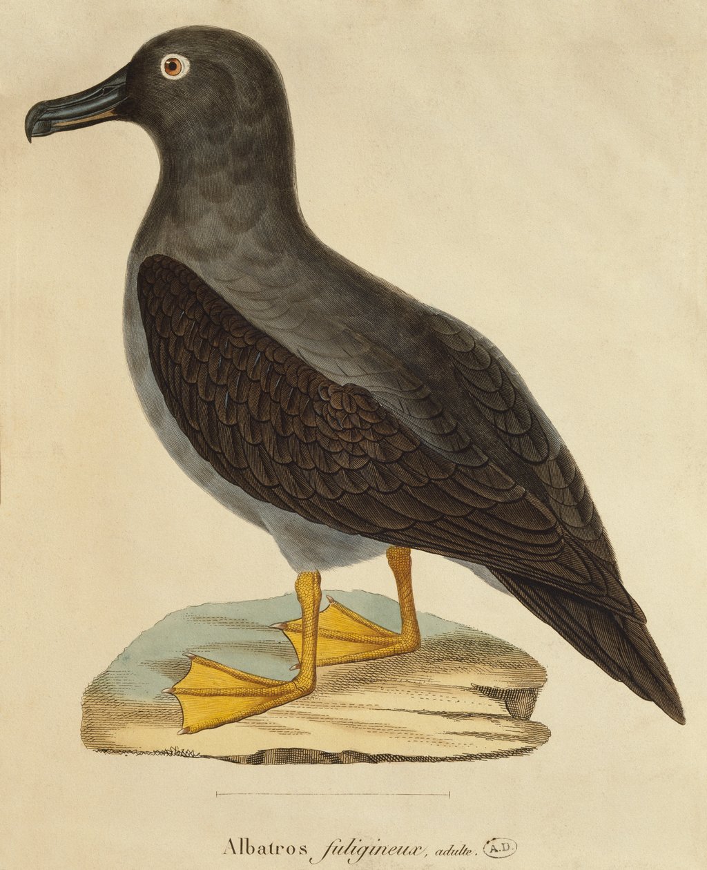 Albatros fuligineux - Paul Louis Oudart