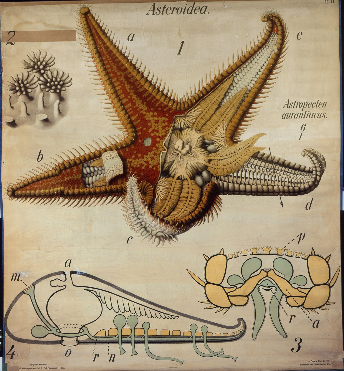 Astropecten, No. 11, Tableau Zoologique de Pfurtscheller - Paul Pfurtscheller