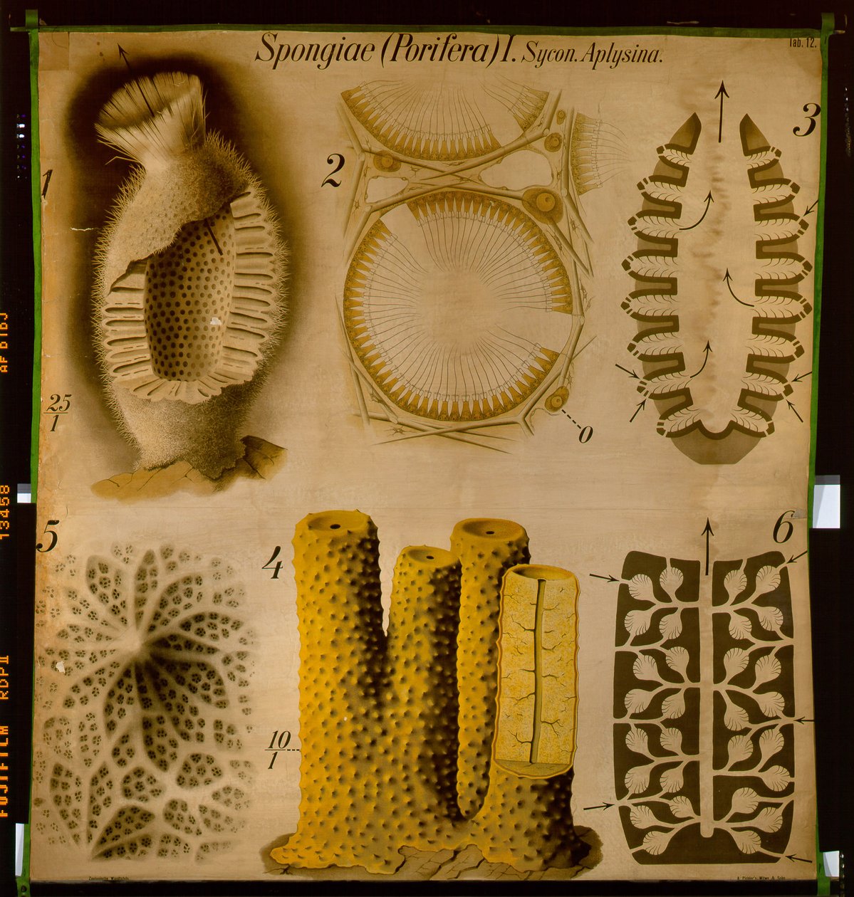 Sycon et Aplysina, No.12, Pfurtscheller