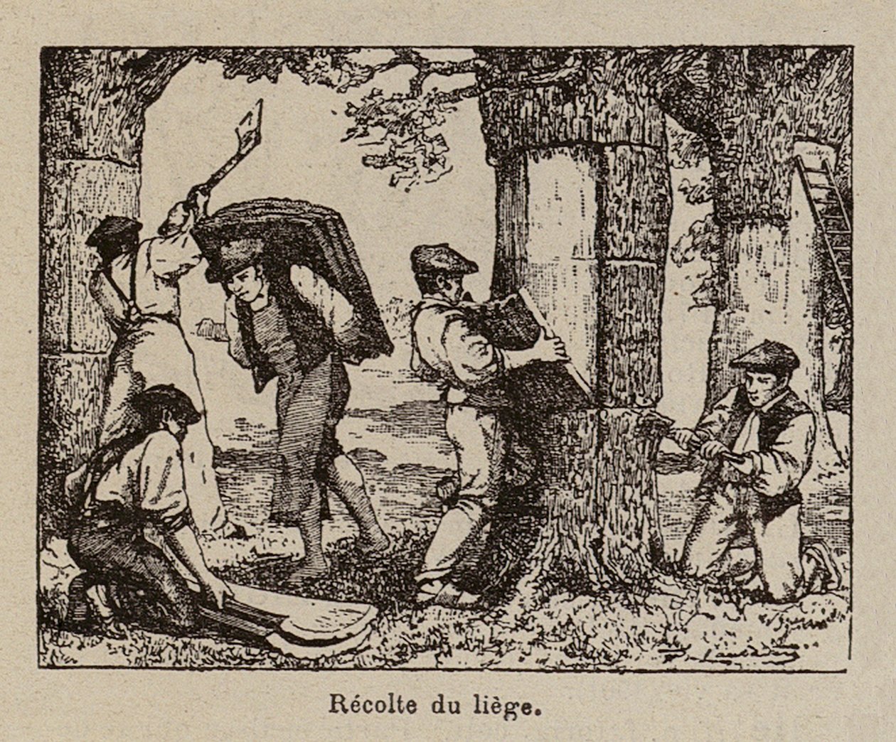 Recolte du liege (litho) - Paul de Laubadere