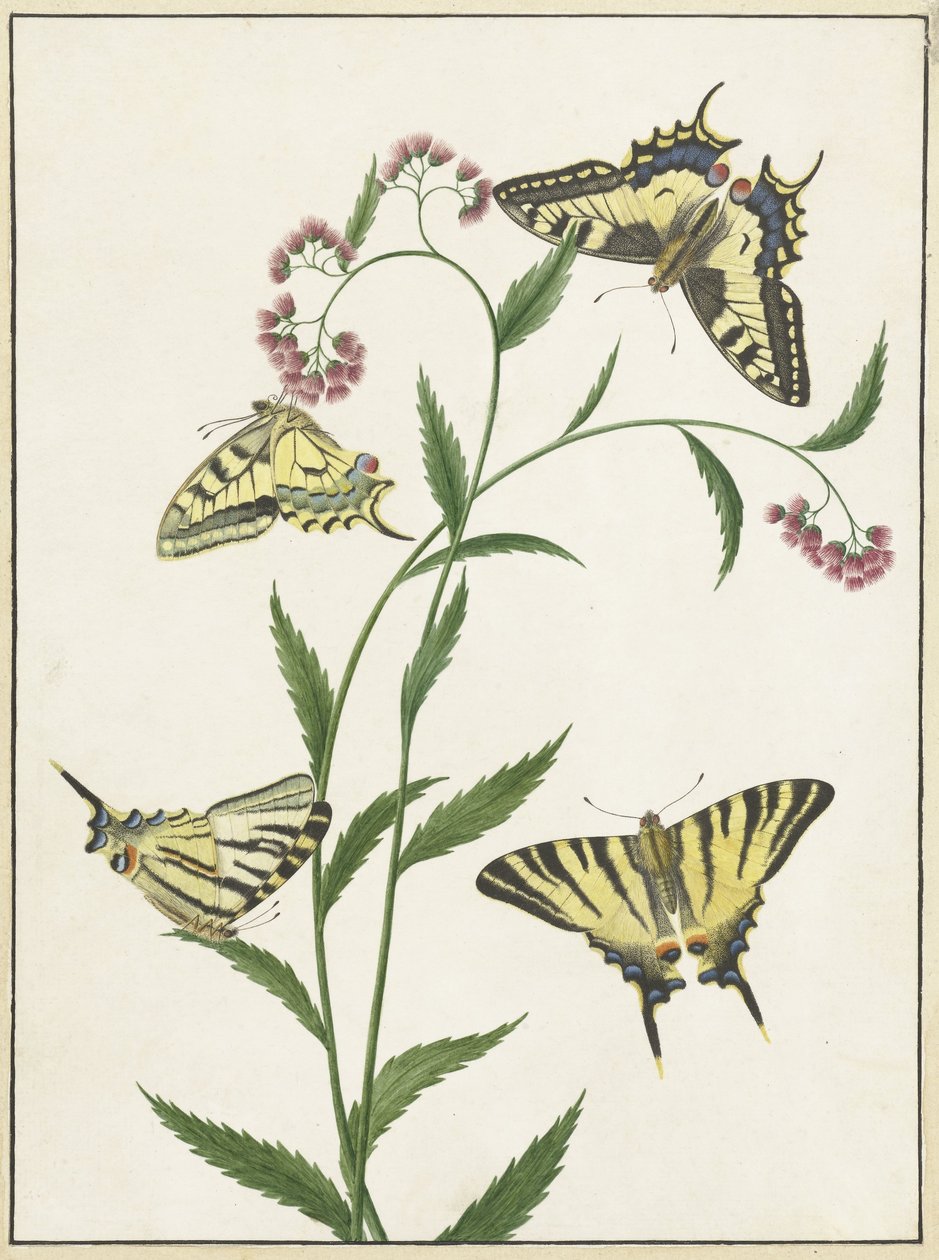 Quatre papillons sur des fleurs - Paulus Knogh