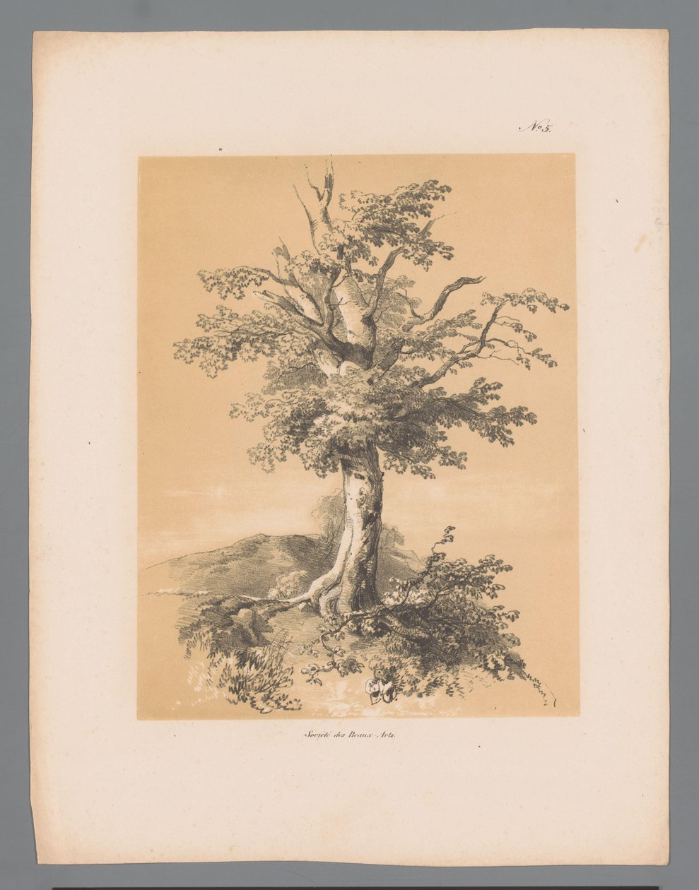 Arbre (Vues pittoresques par Paulus Lauters) - Paulus Lauters