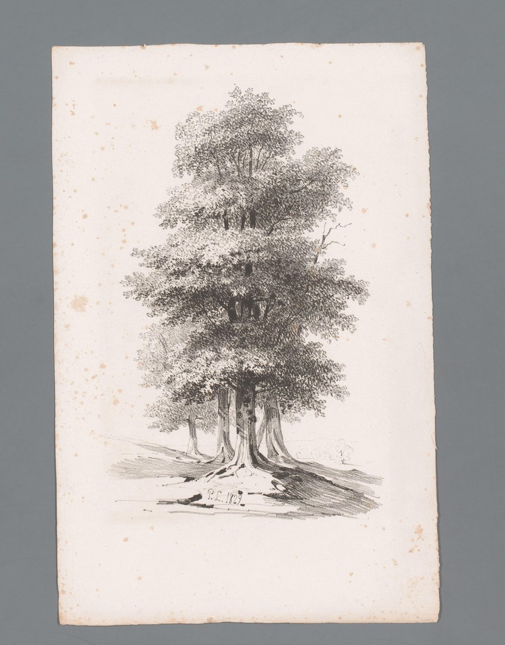 Groupe avec cinq arbres - Paulus Lauters