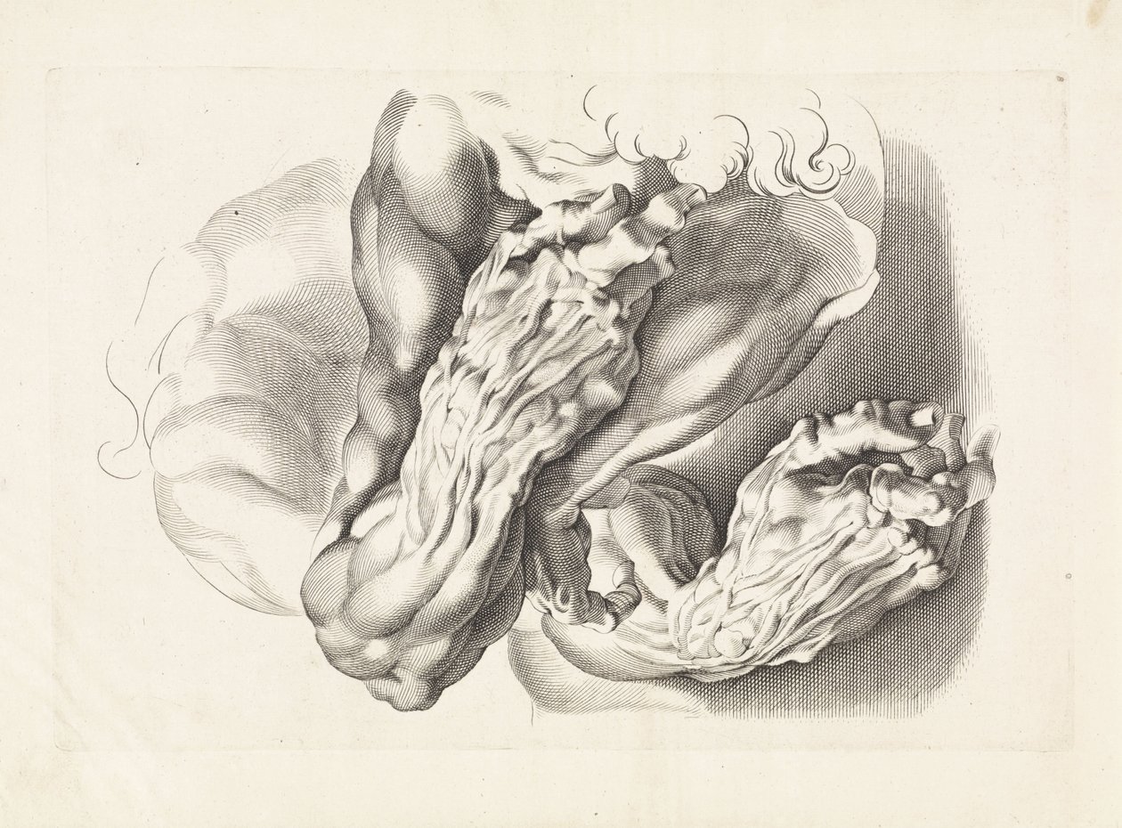 Études anatomiques de bras - Paulus Pontius