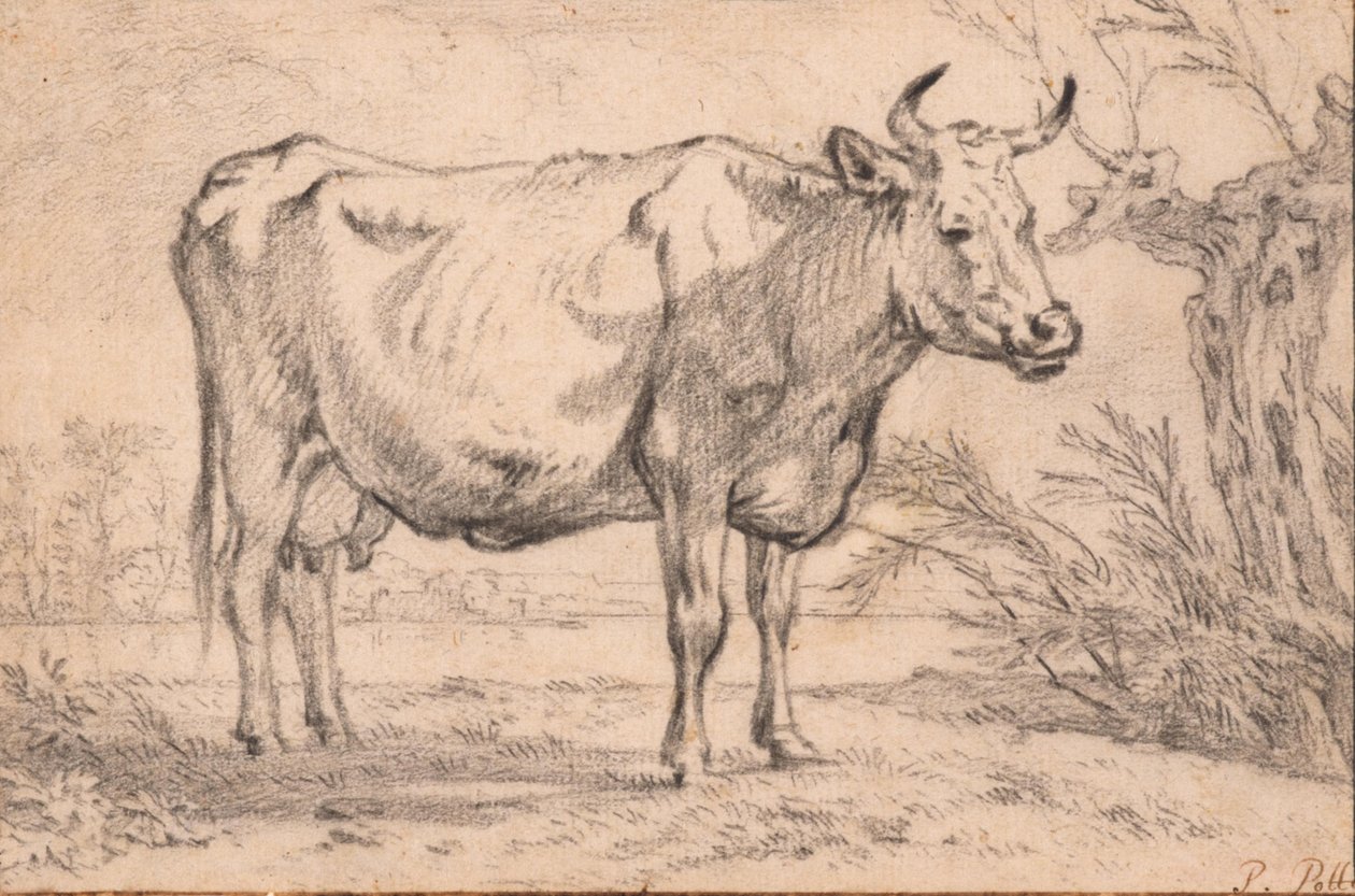 Une vache debout - Paulus Potter