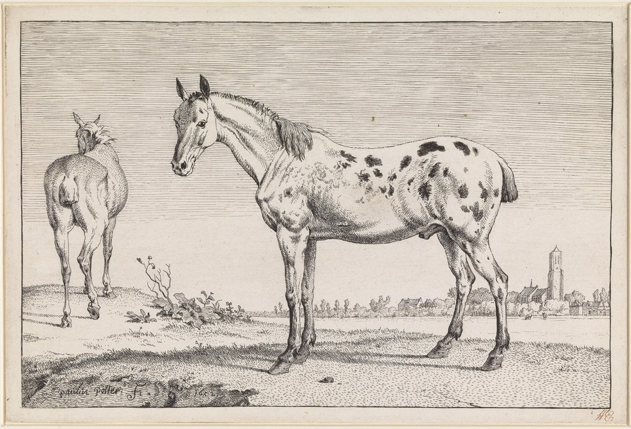 Le cheval à la queue coupée - Paulus Potter