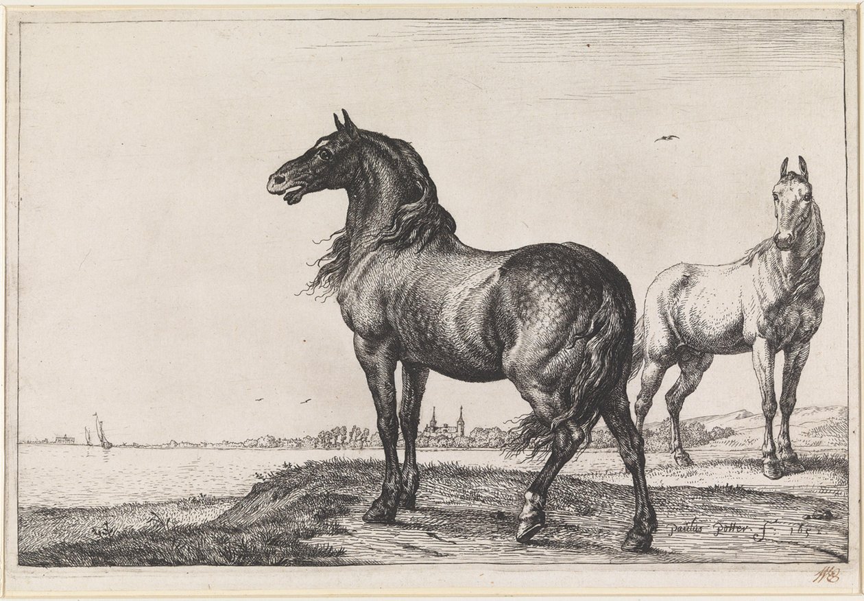 Cheval hennissant - Paulus Potter