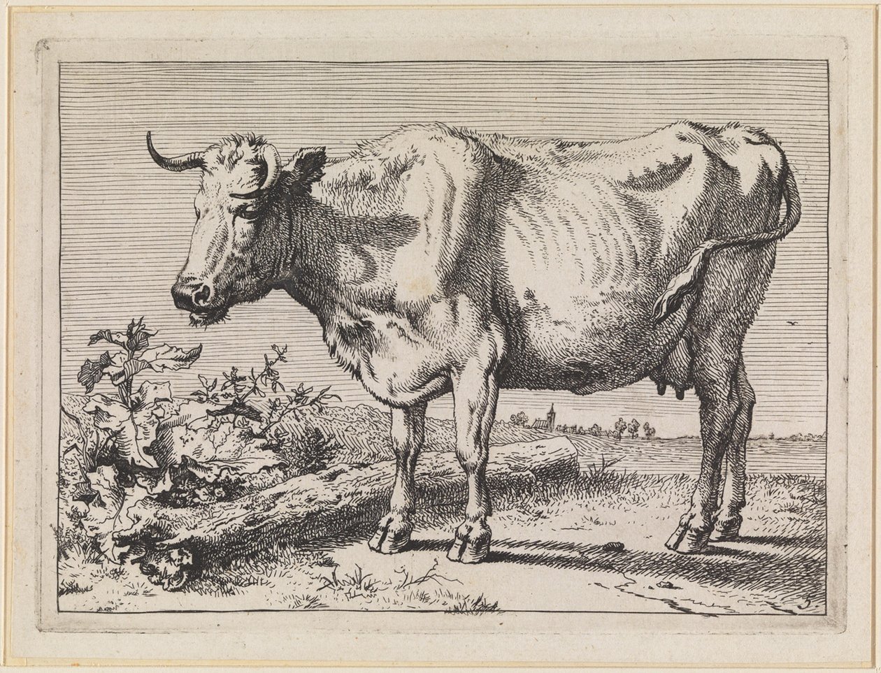 Vache à la corne torsadée - Paulus Potter