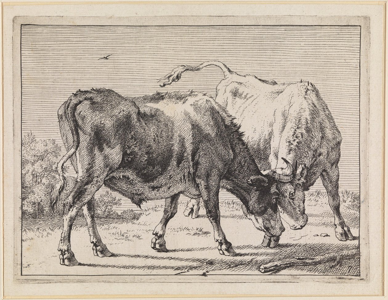 Deux bœufs combattant - Paulus Potter