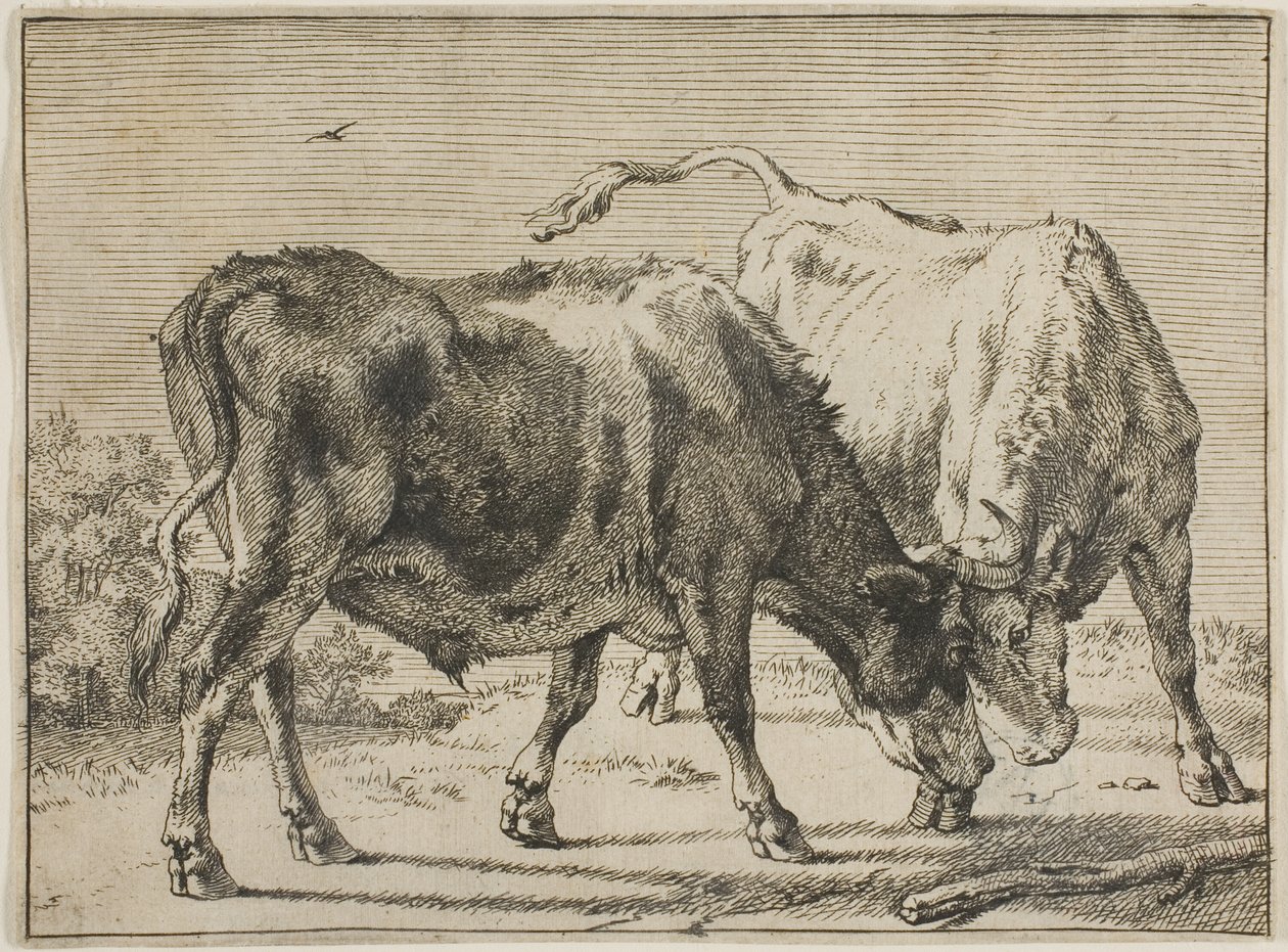Deux taureaux se battant - Paulus Potter