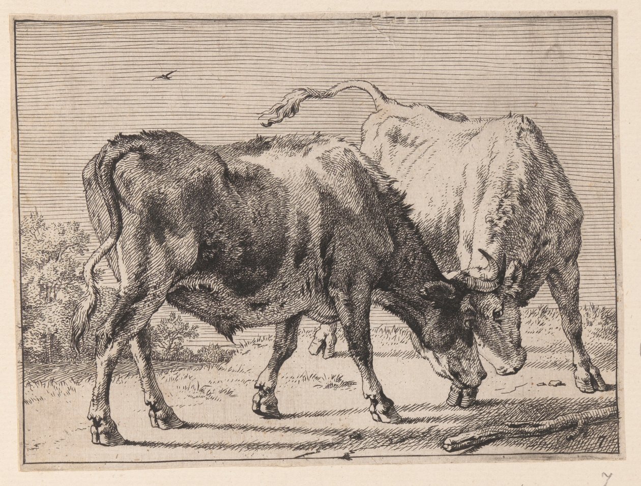 Deux bœufs en train de se battre, tiré de Divers bœufs et vaches - Paulus Potter