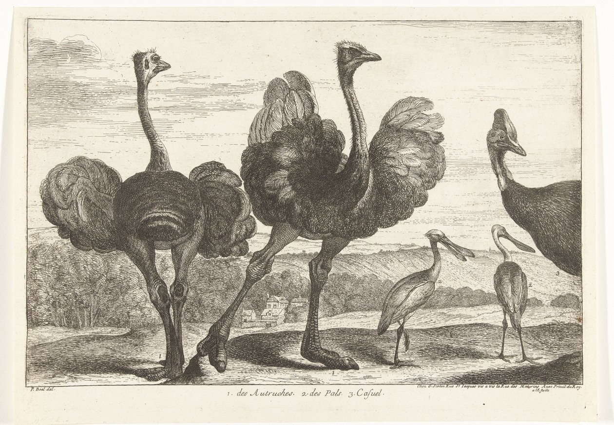 Autruches, casoar et spatule - Peeter Boel (attributed to)