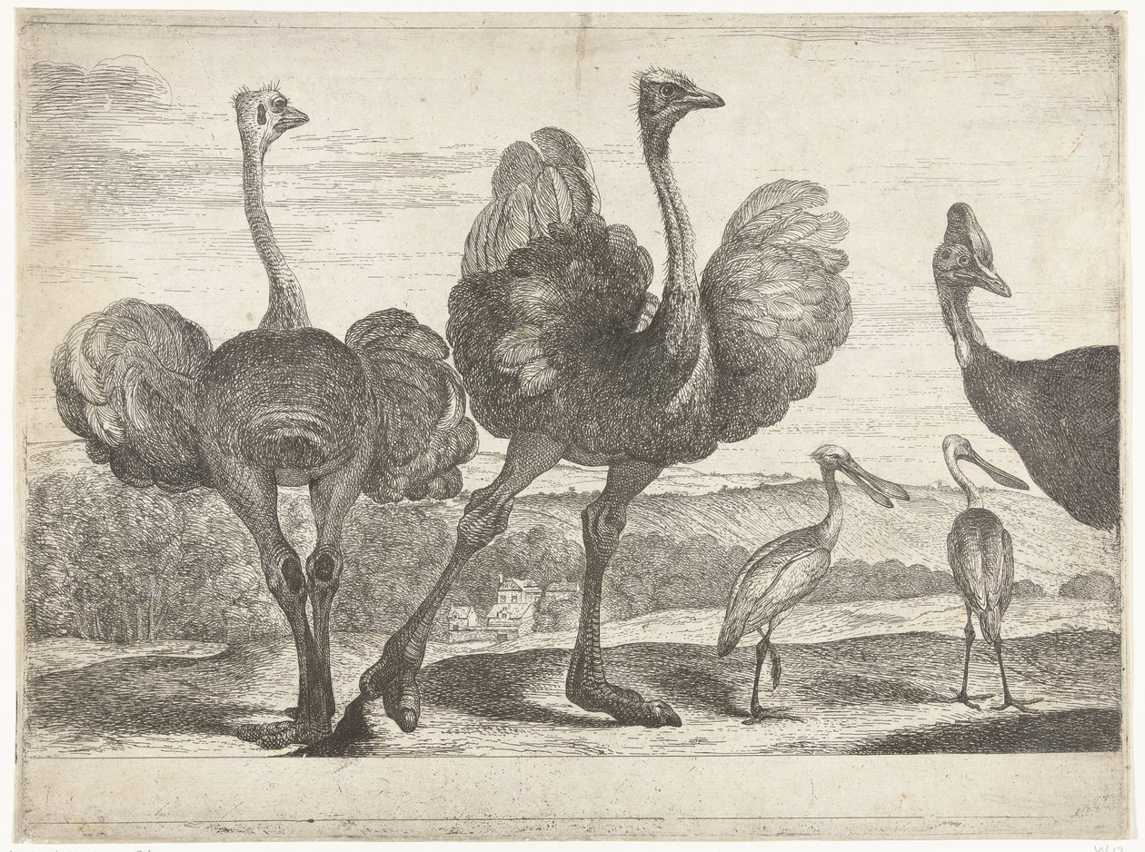 Autruches, casoar et spatule (Vogels uit de menagerie van Versailles) - Peeter Boel (attributed to)