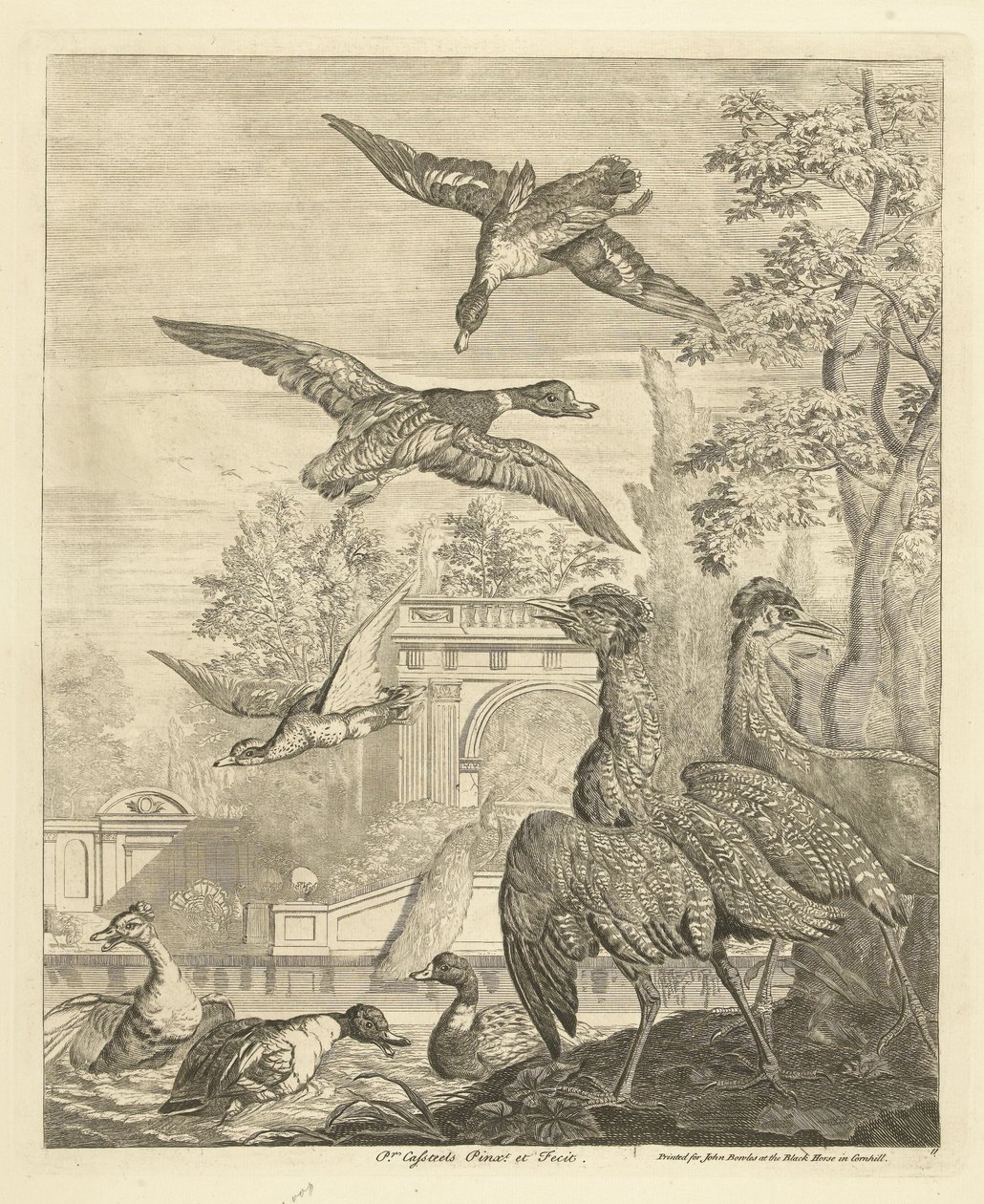 Canards et hérons près d