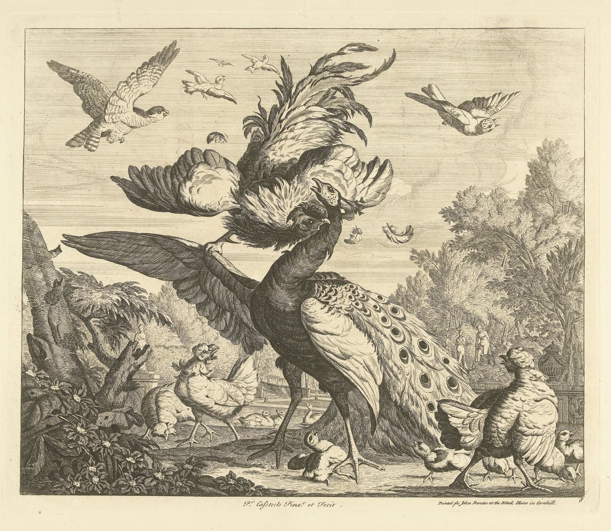 Coq attaquant un paon (Verschillende vogels) - Peter Casteels (III)