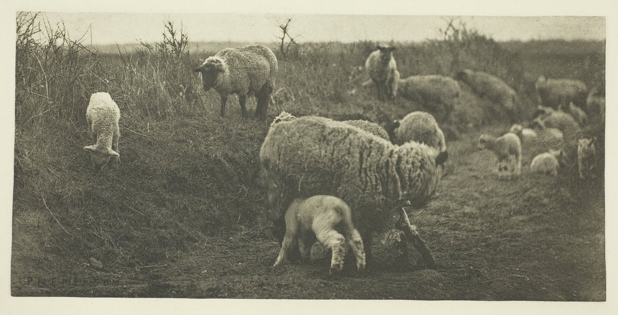 Une pastorale de mars (Suffolk) - Peter Henry Emerson