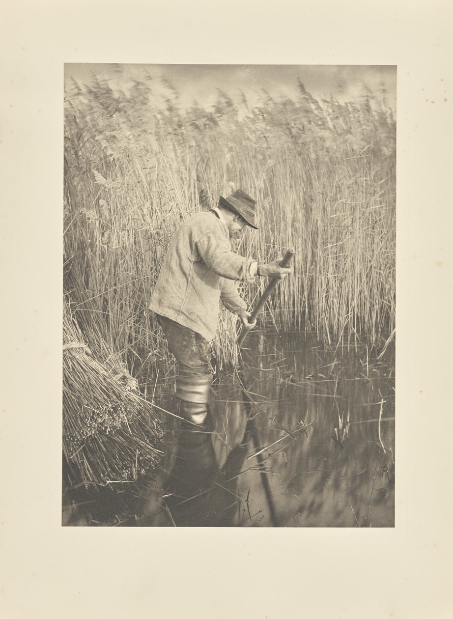 Un coupeur de roseaux au travail - Peter Henry Emerson
