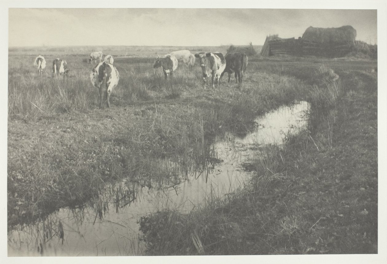 Bovins dans les marais - Peter Henry Emerson