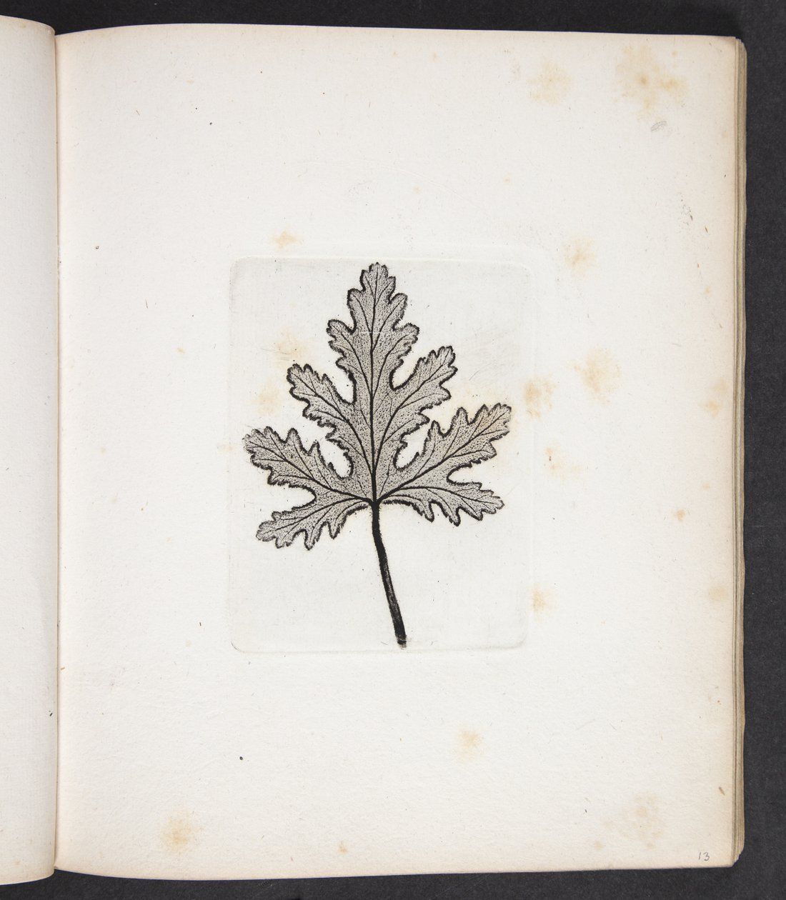 Empreinte de feuille - Peter Larsen Kyhl