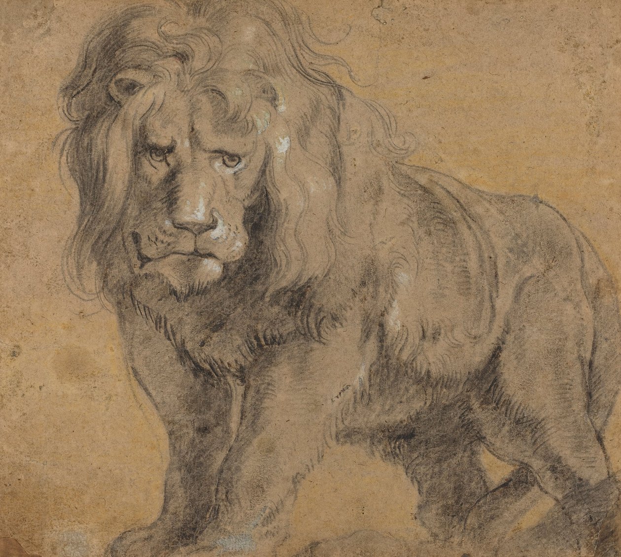 Lion, c.1612-13 - Peter Paul Rubens