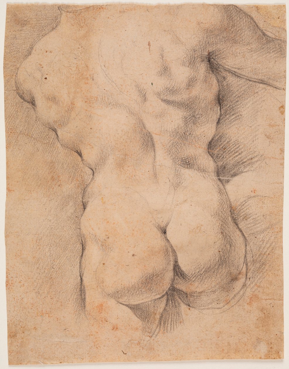 Torse masculin vu de dos - Peter Paul Rubens