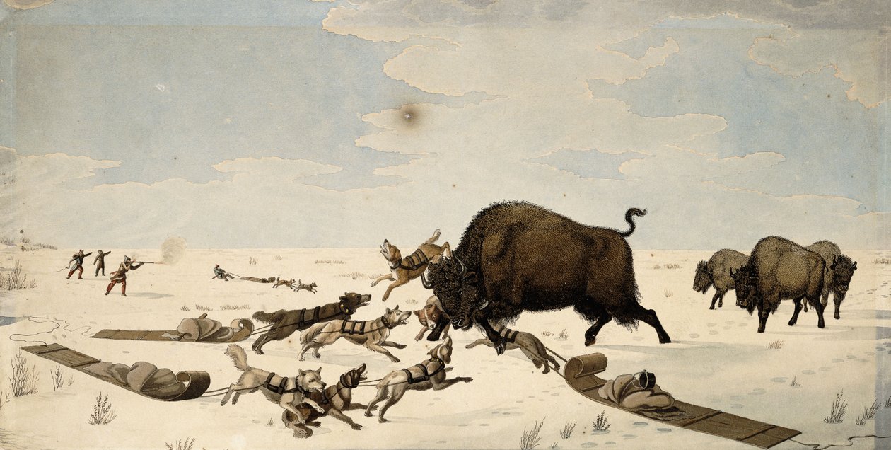 Chasse au bison, vers 1822-1824 - Peter Rindisbacher