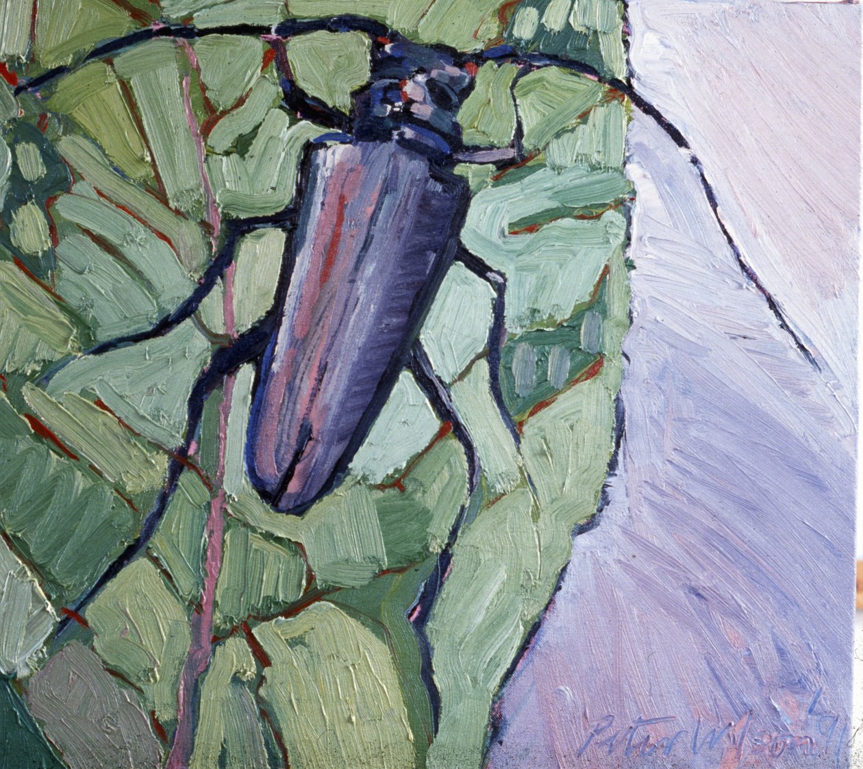 Coléoptère musqué - Peter Wilson