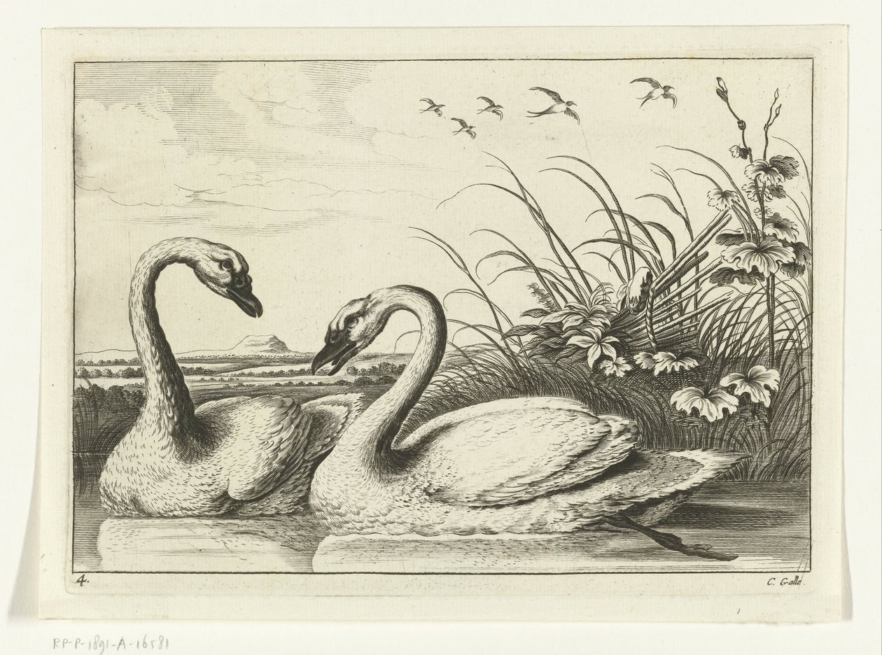 Deux cygnes - Peter van Liesebetten