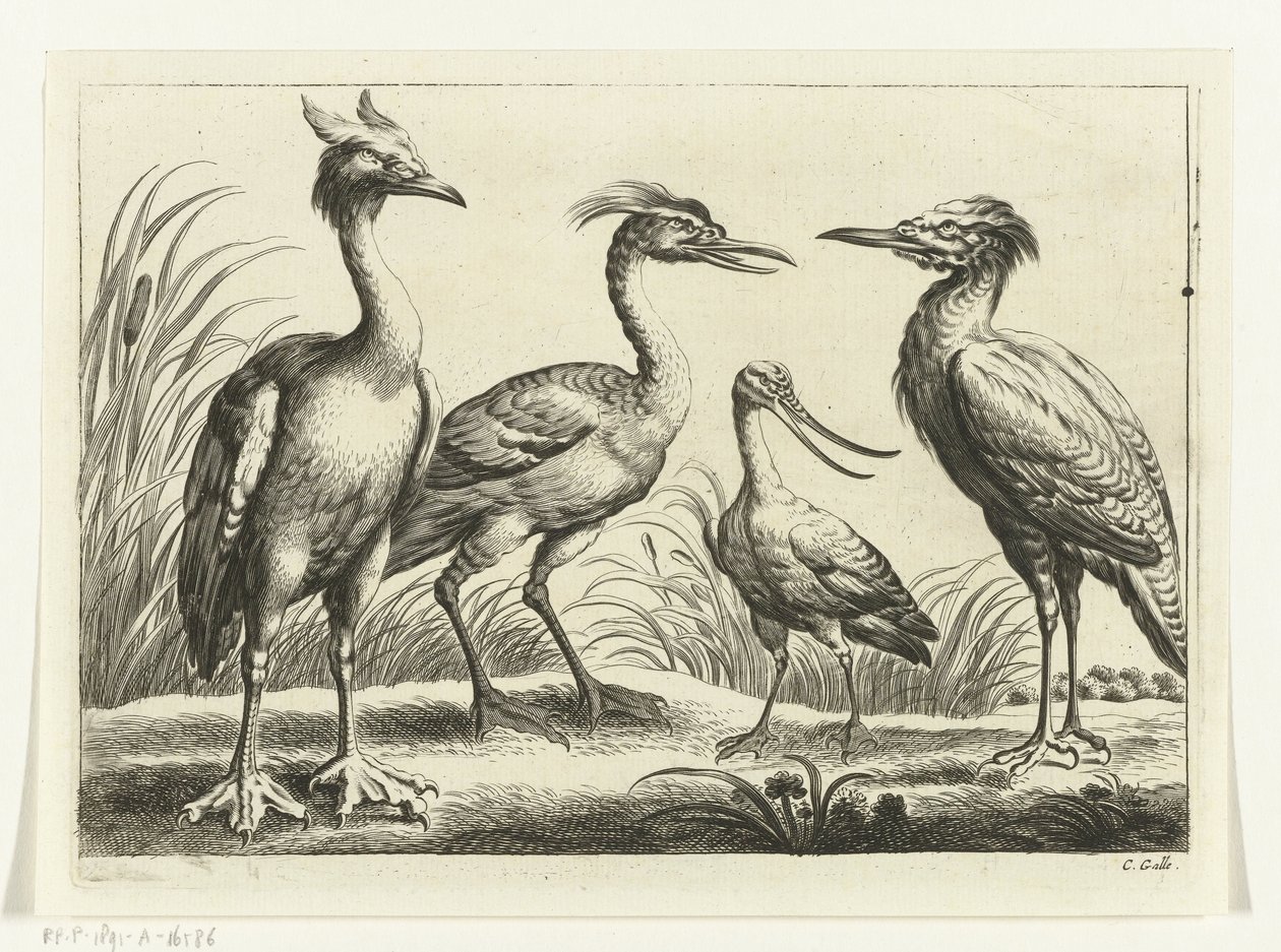 Quatre échassiers (Diversarum avium species) - Peter van Liesebetten