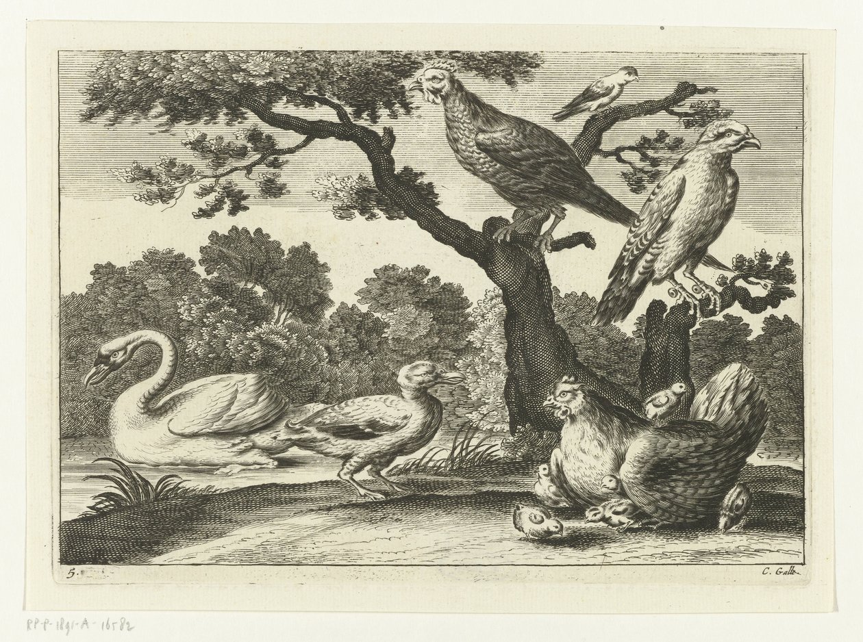 Cygne, poule avec poussins et autres oiseaux (Diversarum avium species, Verschillende vogels) - Peter van Liesebetten