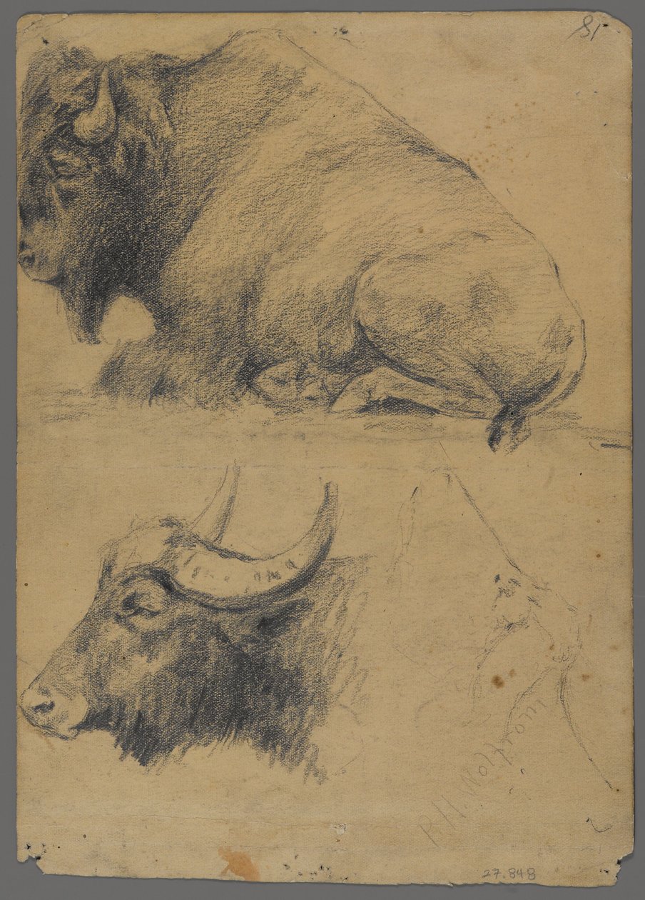 Bison et tête de buffle d