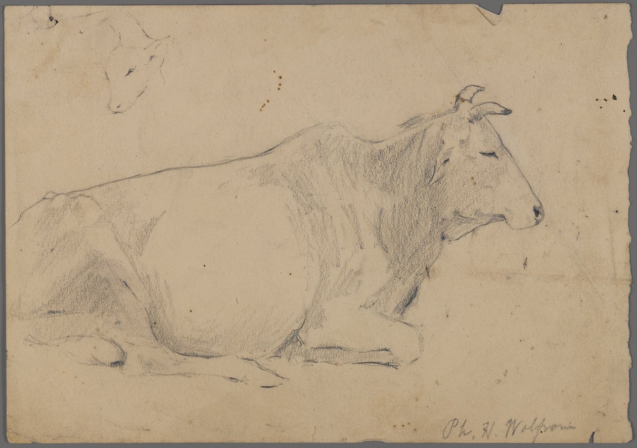Taureau assis - Philip H. Wolfrom