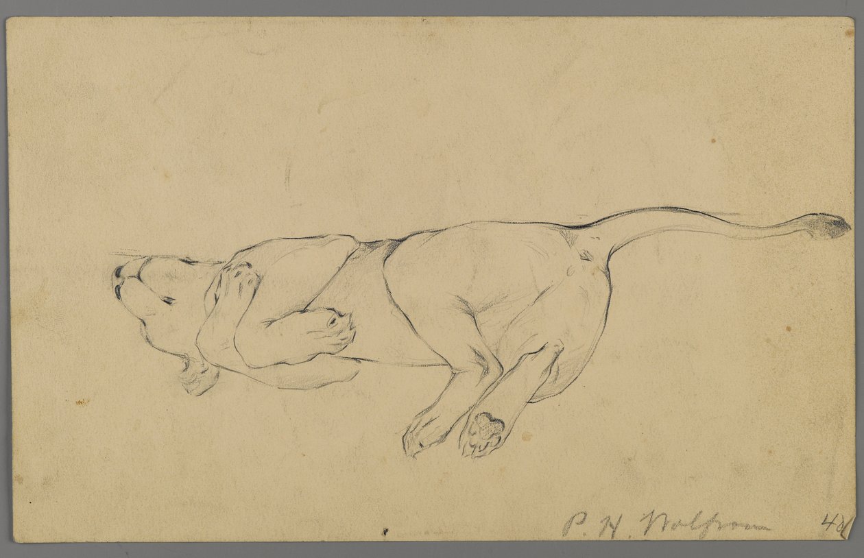 Lionne endormie - Philip H. Wolfrom
