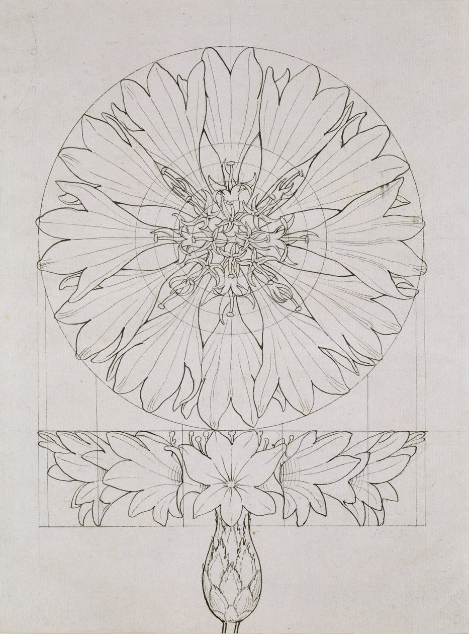 Étude pour un bleuet, 1808 - Philipp Otto Runge