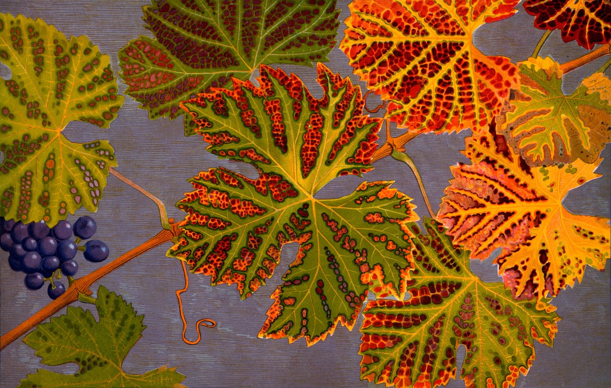 Feuilles de vigne et raisins mûrs, 1907-09 - Philippe Robert