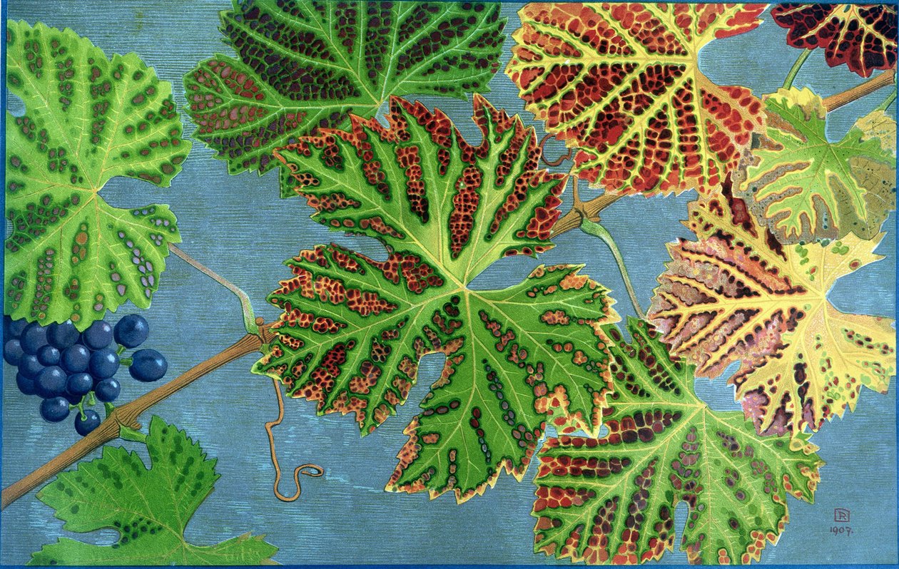 Feuilles d